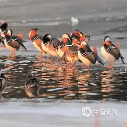 北京玉渊潭鸳鸯戏水