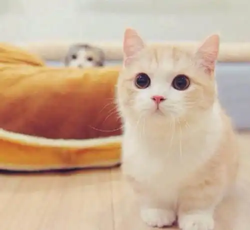 一招致命,猫咪们的无敌卖萌方式