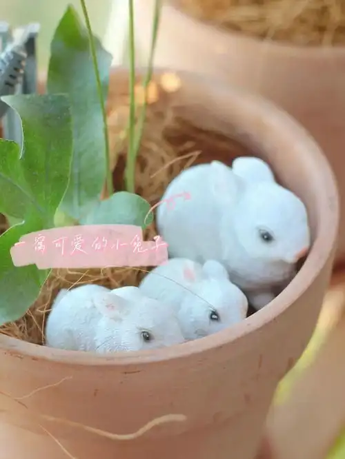 6m2低成本治愈系阳台小花园