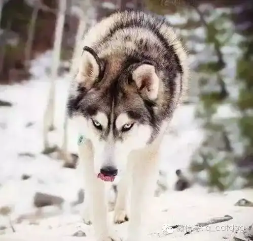 哈士奇和狼,还真有人傻傻分不清楚吗