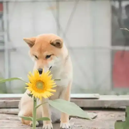 19岁小姑娘改的平房,三人一犬,10亩花园,美得像宫崎骏的动画