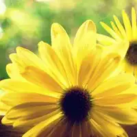 淡淡花香微信头像图片微信头像图片大全