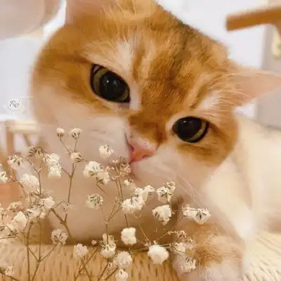 上海闵行区哪里可以买到蓝金渐层知乎