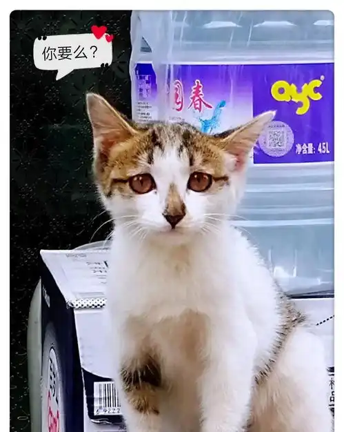 一只为生活打拼的猫走红太原像极了努力生活的你和我