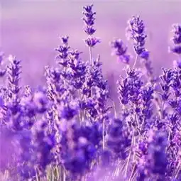 唯美又有意境的薰衣草qq头像2018精选薰衣草谱出旳悲伤曲调