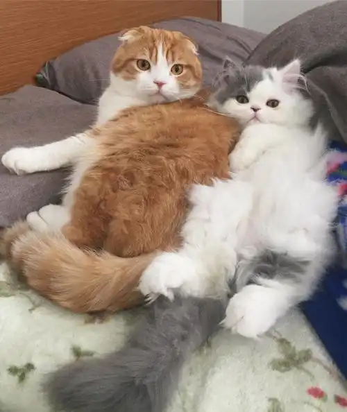 萌宠大放送只有ta才能戳中你内心深处的柔软