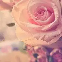 头像唯美红色意境图片微信头像图片大全