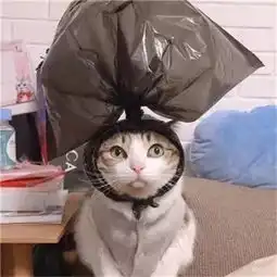 可爱宠物情侣头像