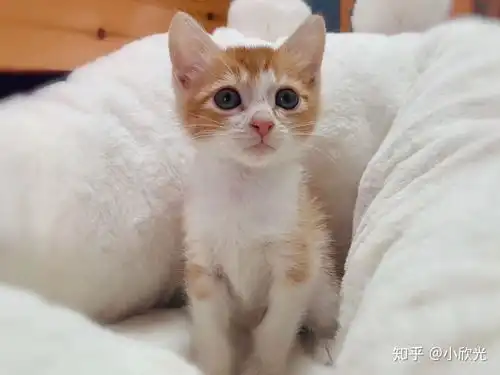 家有萌宠养只小奶猫是什么体验