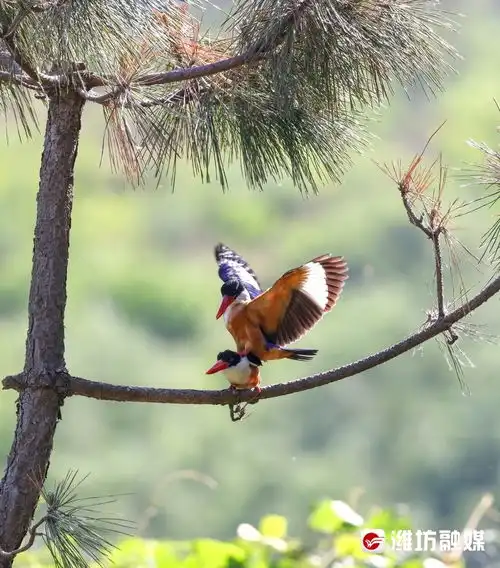 追鸟甜度超标又一对情侣牵手成功