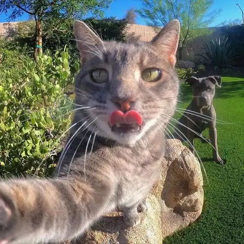 如果猫咪也会自拍那它一定是这样子的,超萌的姿势,太帅了