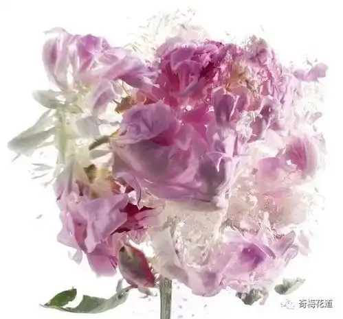 奇梅花道带你欣赏定格了的破碎美丽