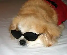 有没有一张狗狗头伸很长戴了一副眼镜的图片,只有头像,狗狗是黑白相间的金毛