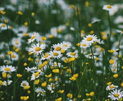 头像清新淡雅绿色风景