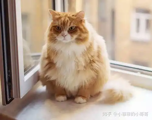 猫癣变红是快好了吗