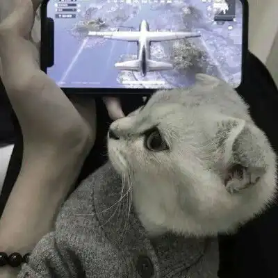 微信头像猫咪图片大全2020年猫微信头像图片