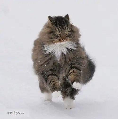 雪地里发现一只霸气十足的猫