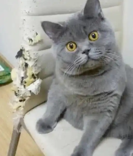 我怀疑,猫咪把我当成了仆人