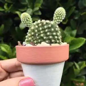 微信头像植物多肉微信头像图片大全