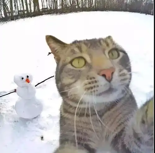 猫咪沉迷玩自拍晒朋友圈,拿根自拍杆好不啦,脸那么大