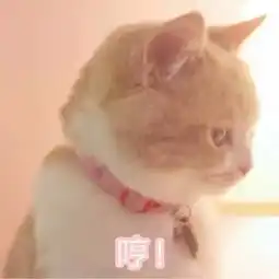 日常吸猫系列表情包,废猫扶不上墙