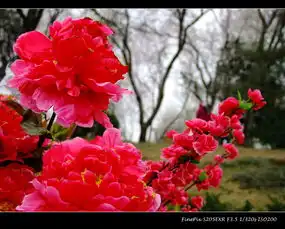 玉渊潭樱花节系列