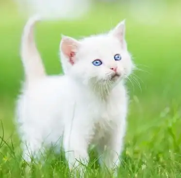 显微镜下的世界如何看懂猫咪便便检查报告