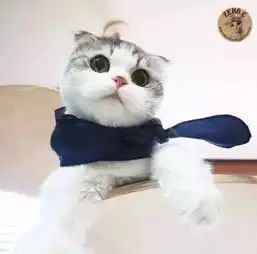 小facebook上zero.c家的喵星人有一双圆圆的堆糖,美好生活研究所