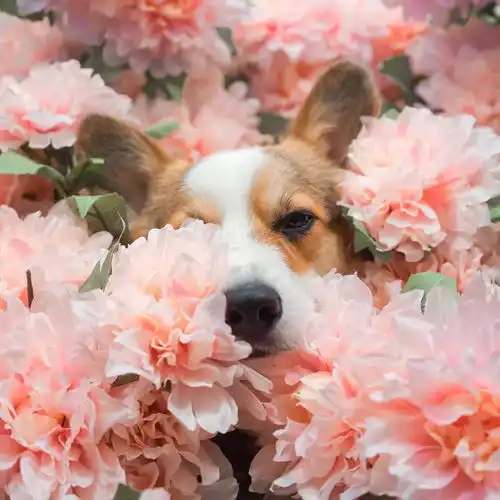 小短腿粉红色少女心爆棚