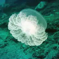 微信头像水母浮游生物微信头像图片大全