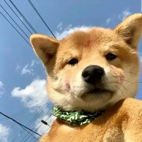 动物头像第6期可爱狗狗歪头卖萌头像,狗狗是最忠诚的伙伴