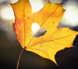 干净头像白色系落叶之秋