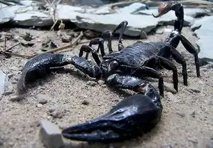 又双叒叕送门票了德阳万达森林动物展开启探险之旅,快来领票吧