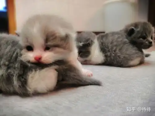 小奶猫找主啦
