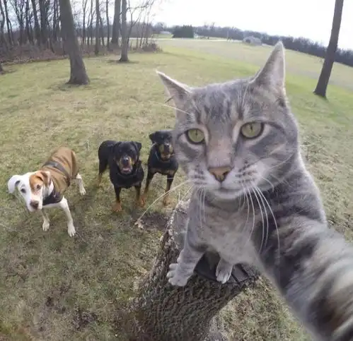 你见过猫咪的自拍照是啥样吗