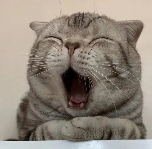 动物头像表情包