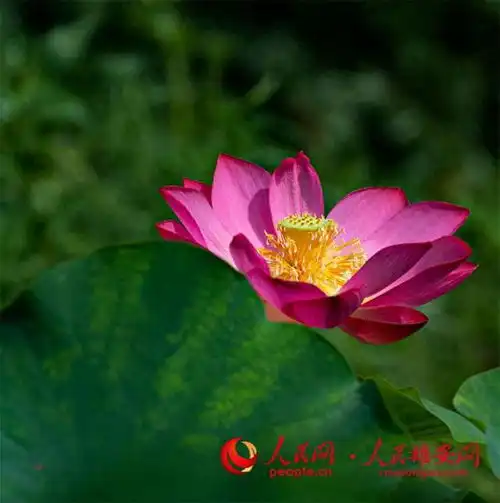 白洋淀荷舞盛夏