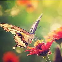 蝴蝶个性头像自由自在飞翔的蝴蝶