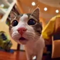 微信头像卡通人和猫猫猫