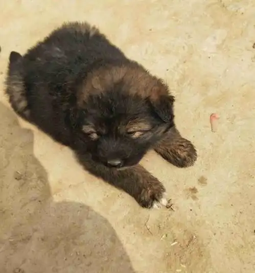 奶狗系女生头像头像