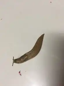 请问专家这是什么动物呀两寸多长,长得好奇怪