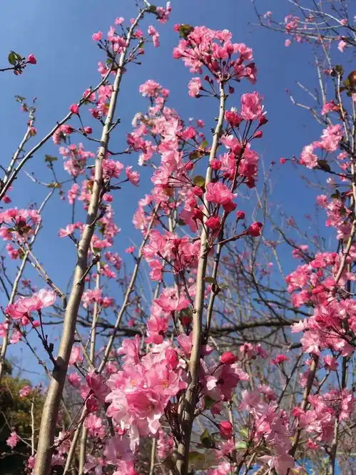 昆明市第二十届樱花节本周五开幕正是樱花浪漫时,吃玩看赏逛圆通fm887关注