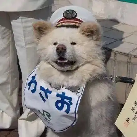 萌宠头像快来云吸猫,云撸狗