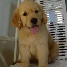 福州有出售纯种金毛猎犬福州金毛幼犬福州金毛价格包健康纯种宠物狗福州便民网