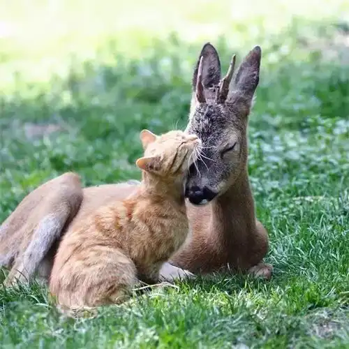 世界上最温情的偷拍,我的心被治愈了100遍