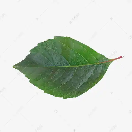 一片树叶头像