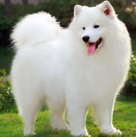 萨摩耶托腮头像