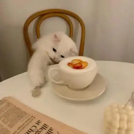 可爱小狗小猫头像,希望这些宠物给你带来快乐