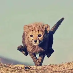 苹果核战记苹果核战记漫画苹果核战记漫画全集苹果核战记漫画免费阅读看漫画