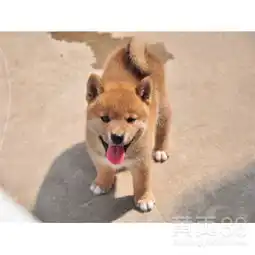 黑系头像可爱柴犬